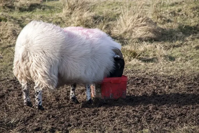 Framed Print : Scottish Blackface domestic sheep using a salt lick Framed Print : Scottish Blackface domestic sheep using a salt lick