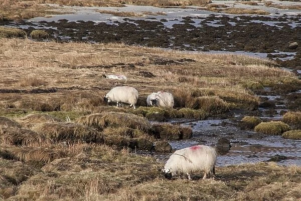 Scottish blackface sheep feeding on the sea shore, Isle of Jura Scotland