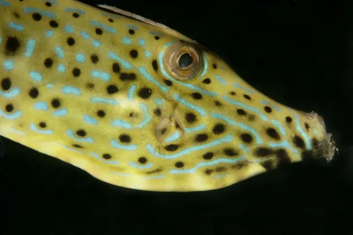 Framed Print : Scrawled Filefish (Aluterus scriptus) adult, close-up of head, at night, Lembeh Island, Lembeh Straits, Sulawesi Framed Print : Scrawled Filefish (Aluterus scriptus) adult, close-up of head, at night, Lembeh Island, Lembeh Straits, Sulawesi