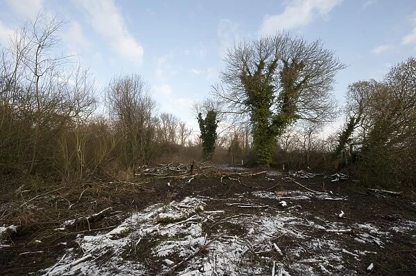 Scrub clearance on riverbank in snow, Ferry Wood, The Broads N. P. Norfolk, England, december