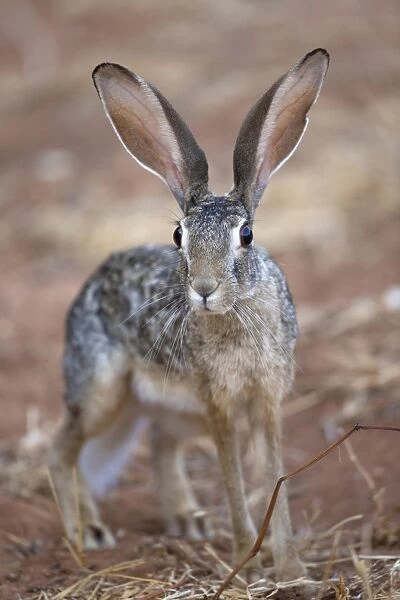 Scrub Hare (Lepus saxatilis) adult, standing alert in dry savannah, Samburu National Reserve, Kenya, August