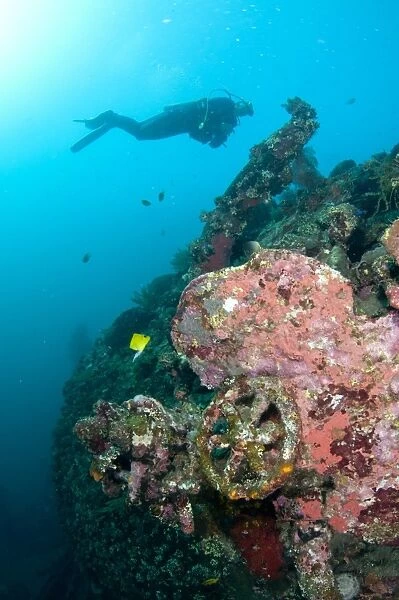 Scuba diver swimming at coral encrusted shipwreck, USAT Liberty (US Army transport ship torpedoed during WWII)