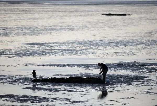 Sea angler bait digging for worms, on coastal mudflats at low tide, The Wash, Snettisham, Norfolk, England, november