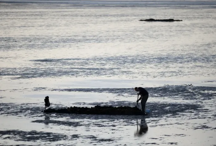 Framed Print : Sea angler bait digging for worms, on coastal mudflats at low tide, The Wash, Snettisham, Norfolk, England, november Framed Print : Sea angler bait digging for worms, on coastal mudflats at low tide, The Wash, Snettisham, Norfolk, England, november