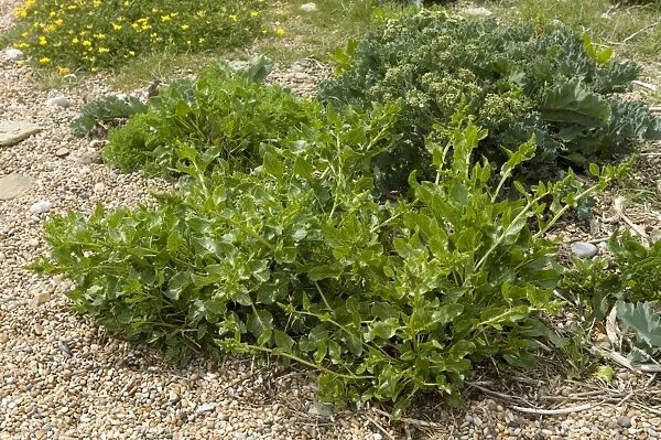 Sea beet, Beta vulgaris ssp maritima, flowering plant on shingle at Chesil beach in Dorset