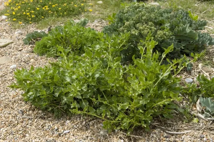 Framed Print : Sea beet, Beta vulgaris ssp maritima, flowering plant on shingle at Chesil beach in Dorset Framed Print : Sea beet, Beta vulgaris ssp maritima, flowering plant on shingle at Chesil beach in Dorset
