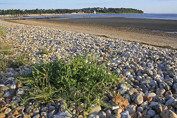 Sea Beet (Beta vulgaris subsp. maritima) growing on pebble beach habitat, Bembridge, Isle of Wight, England, june
