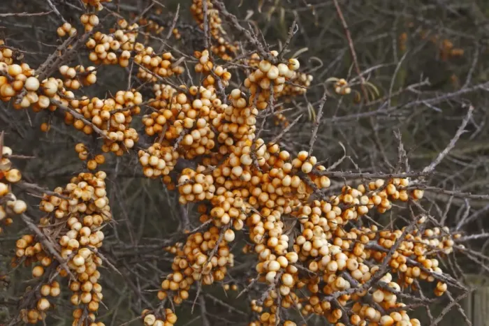 Framed Print : Sea Buckthorn (Hippophae rhamnoides) close-up of berries, Holme-next-the-Sea, Norfolk, England, december Framed Print : Sea Buckthorn (Hippophae rhamnoides) close-up of berries, Holme-next-the-Sea, Norfolk, England, december