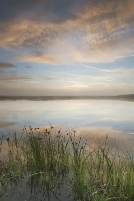 Framed Print : Sea Club-rush (Scirpus maritimus) growing on edge of pond habitat, with clouds reflected at sunrise