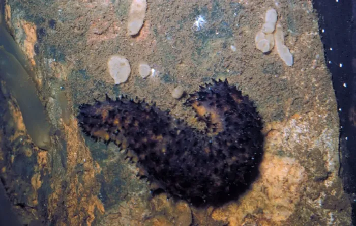 Framed Print : Sea Cucumber Cotton Spinner (Holothuria forrkali) on rock with sponges and sea squirts Framed Print : Sea Cucumber Cotton Spinner (Holothuria forrkali) on rock with sponges and sea squirts