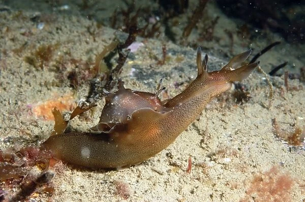 Sea-hare (Aplysia punctata) adult, on seabed, Brandy Bay, Isle of Purbeck, Dorset, England, August