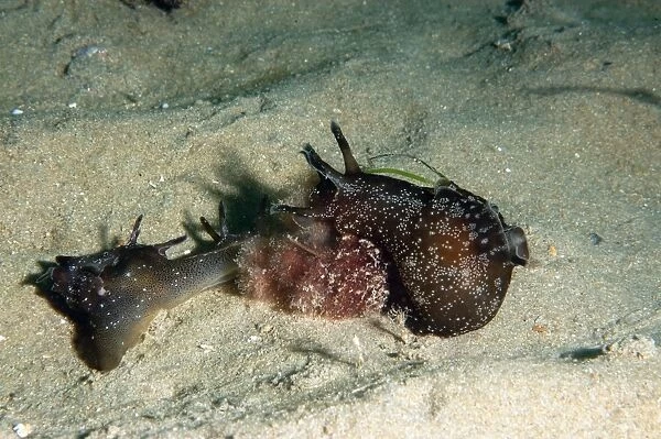 Sea-hare (Aplysia punctata) two adults, on sandy seabed, Worbarrow Bay, Isle of Purbeck, Dorset, England, july
