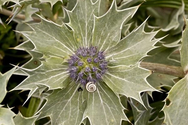 Sea Holly (Eryngium maritimum) flowering, with young banded snail, growing on shingle, Weymouth, Dorset, England, July