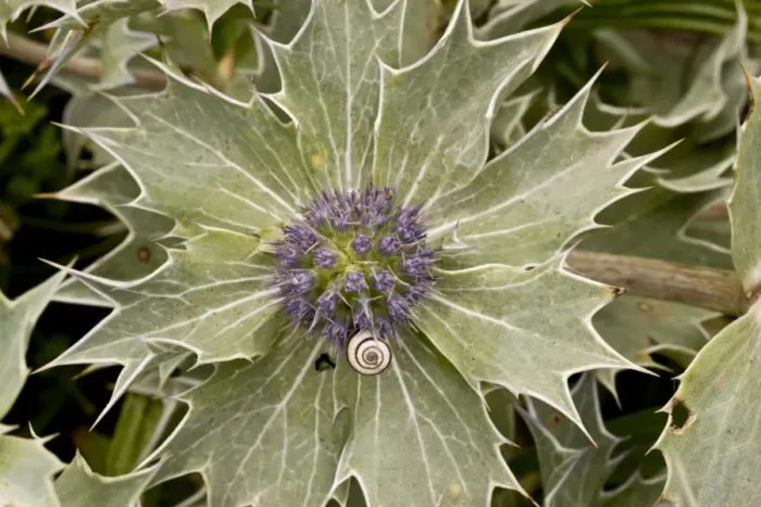 Framed Print : Sea Holly (Eryngium maritimum) flowering, with young banded snail, growing on shingle, Weymouth, Dorset, England, July Framed Print : Sea Holly (Eryngium maritimum) flowering, with young banded snail, growing on shingle, Weymouth, Dorset, England, July