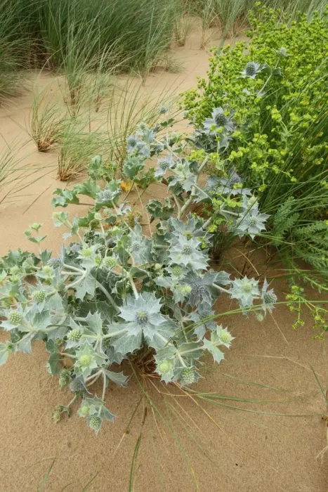 Framed Print : Sea Holly (Eryngium maritimum) flowering, growing on sand dune, Gower Peninsula, Glamorgan, South Wales, August Framed Print : Sea Holly (Eryngium maritimum) flowering, growing on sand dune, Gower Peninsula, Glamorgan, South Wales, August