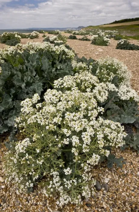 Framed Print : Sea Kale (Crambe maritima) flowering mass, growing on shingle bank, Cogden Beach, Chesil Beach, Dorset, England, June Framed Print : Sea Kale (Crambe maritima) flowering mass, growing on shingle bank, Cogden Beach, Chesil Beach, Dorset, England, June