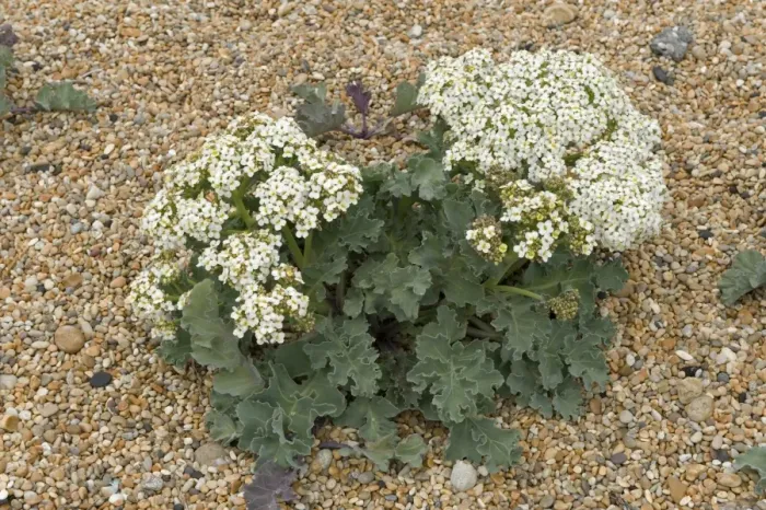 Framed Print : Sea kale, Crambe maritima, flowering on shingle at Chesil beach in Dorset Framed Print : Sea kale, Crambe maritima, flowering on shingle at Chesil beach in Dorset