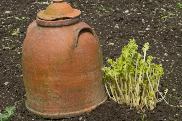 Framed Print : Sea Kale (Crambe maritima) forced stems, growing beside terracotta forcing pot in vegetable garden, Herefordshire Framed Print : Sea Kale (Crambe maritima) forced stems, growing beside terracotta forcing pot in vegetable garden, Herefordshire