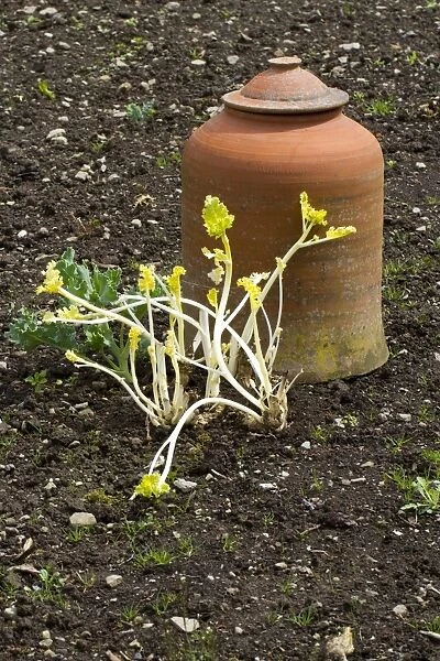 Sea Kale (Crambe maritima) forced stems, growing beside terracotta forcing pot in vegetable garden, Herefordshire