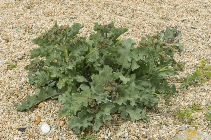 Framed Print : Sea kale, Crambe maritima, on shingle at Chesil beach in Dorset Framed Print : Sea kale, Crambe maritima, on shingle at Chesil beach in Dorset