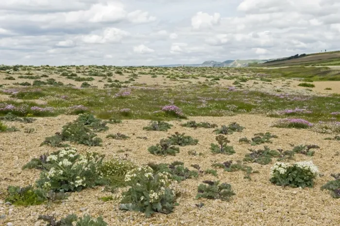 Framed Print : Sea kale, Crambe maritima, and thrift, Armeria maritima, and other plants flowering on shingle at Chesil beach in Framed Print : Sea kale, Crambe maritima, and thrift, Armeria maritima, and other plants flowering on shingle at Chesil beach in
