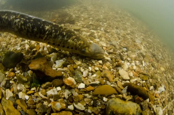 Framed Print : Sea Lamprey (Petromyzon marinus) adult, on stony riverbed, River Test, Hampshire, England, June