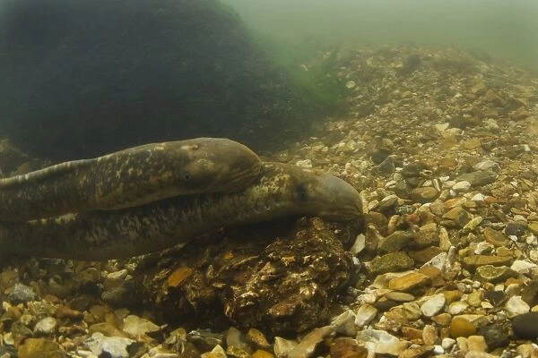 Sea Lamprey (Petromyzon marinus) adult pair, courtship in redd nest on stony riverbed, River Test, Hampshire, England