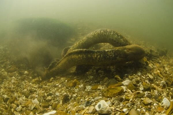 Sea Lamprey (Petromyzon marinus) adult pair, spawning in redd nest on stony riverbed, River Test, Hampshire, England