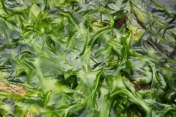 Sea Lettuce (Ulva lactuca) exposed at low tide, Swanage, Dorset, England, april