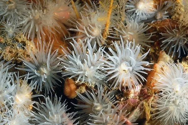 Sea Loch Anemone (Protanthea simplex) adults, group with tentacles extended, on seabed in sea loch, Loch Carron