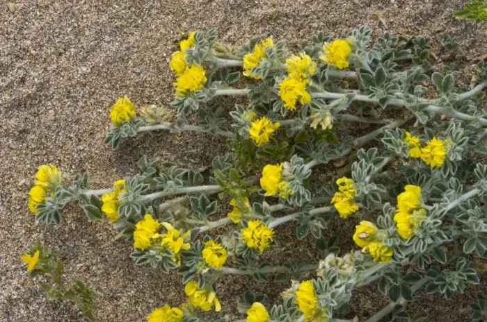 Framed Print : Sea Medick (Medicago marina) flowering, growing on sandy beach, Sardinia, Italy, April