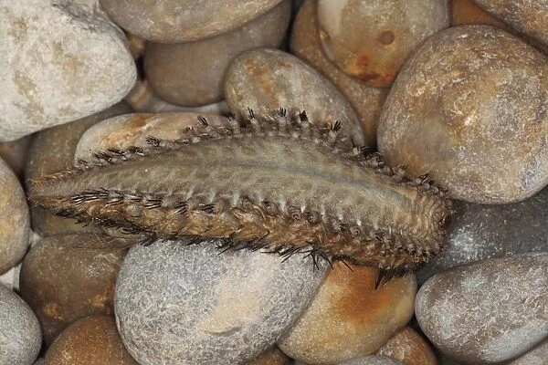 Sea-mouse (Aphrodita aculeata) adult, washed up on shingle beach, Chesil Beach, Dorset, England, February