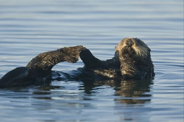 Sea Otter (Enhydra lutris) adult, feeding at surface of sea, Pacific Ocean, Southern California, U. S. A. november