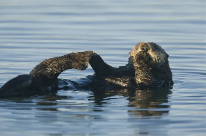 Framed Print : Sea Otter (Enhydra lutris) adult, feeding at surface of sea, Pacific Ocean, Southern California, U. S. A. november Framed Print : Sea Otter (Enhydra lutris) adult, feeding at surface of sea, Pacific Ocean, Southern California, U. S. A. november