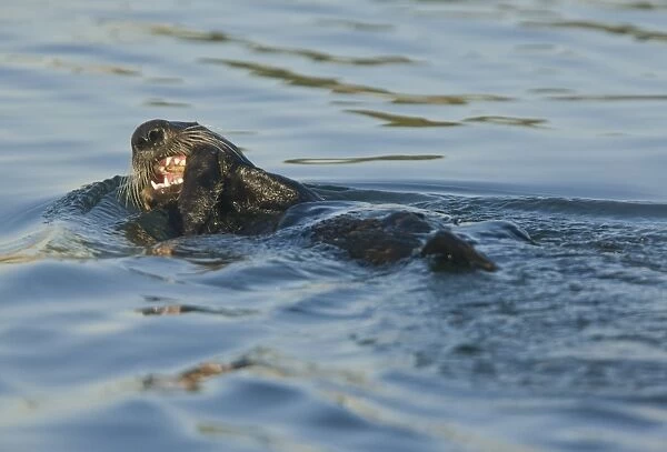 Sea Otter (Enhydra lutris) adult, feeding at surface of sea, Pacific Ocean, Southern California, U. S. A. november