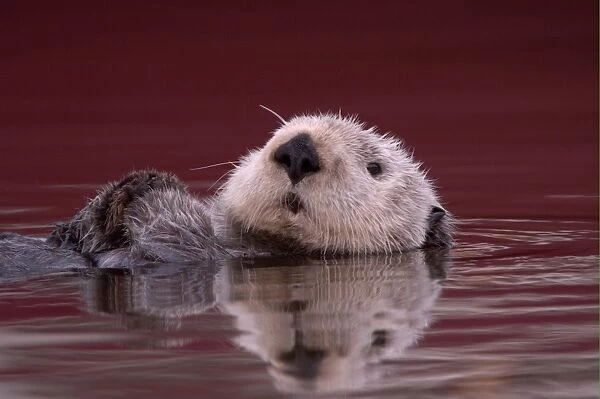 Sea Otter (Enhydra lutris) adult, close-up of head, resting on back in water, Monterey, California, U. S. A
