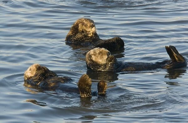 Sea Otter (Enhydra lutris) three adults, resting at surface of sea, Pacific Ocean, Southern California, U. S. A. november