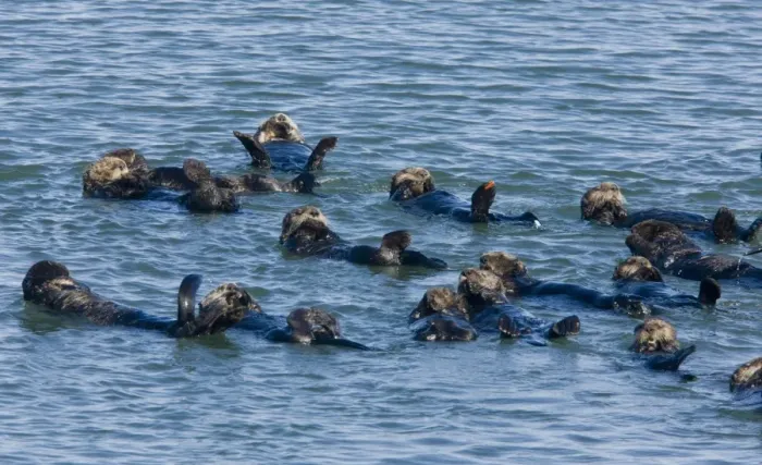 Framed Print : Sea Otter (Enhydra lutris) group, resting at surface of sea, Pacific Ocean, Southern California, U. S. A. november