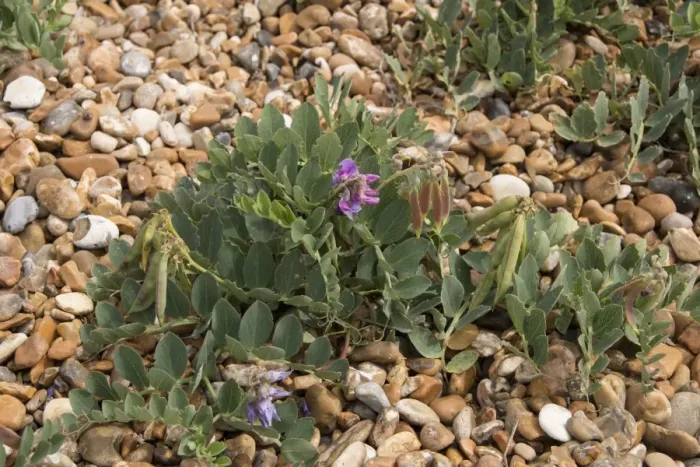Framed Print : Sea Pea, flower and pods - Shingle Street, Suffolk Framed Print : Sea Pea, flower and pods - Shingle Street, Suffolk