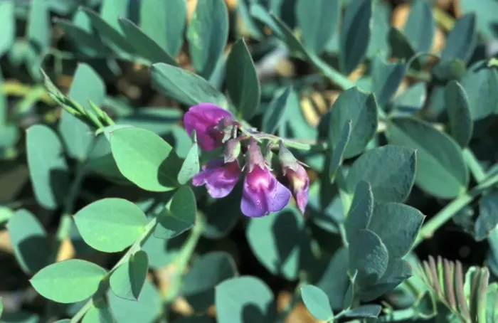 Framed Print : Sea Pea (Lathyrus japonicus) Flower - The Haven, Thorpeness Suffolk Wildlife Trust Framed Print : Sea Pea (Lathyrus japonicus) Flower - The Haven, Thorpeness Suffolk Wildlife Trust