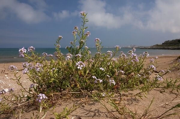 Sea Rocket (Cakile maritima) flowering, growing on beach, Gargano Peninsula, Apulia, Italy, april