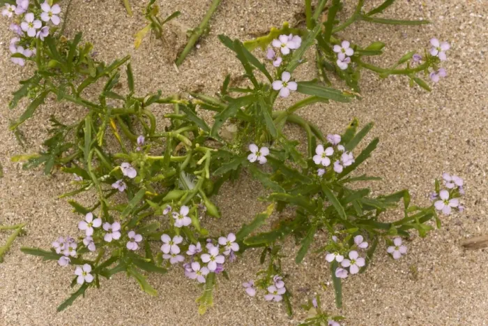 Framed Print : Sea Rocket (Cakile maritima ssp. integrifolia) in flower and fruit, growing on sand dunes, August Framed Print : Sea Rocket (Cakile maritima ssp. integrifolia) in flower and fruit, growing on sand dunes, August