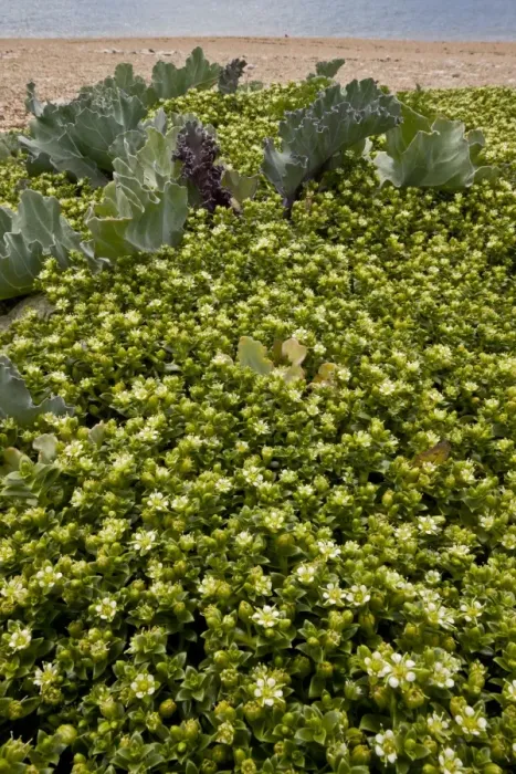 Framed Print : Sea Sandwort (Honckenya peploides) flowering mass, growing on shingle bank, Cogden Beach, Chesil Beach, Dorset