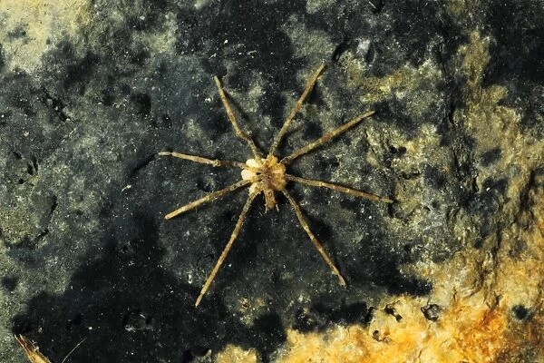 Sea Spider (Ammothea hilgendorfi) introduced species, adult, under stone on shore, Poole Harbour, Dorset, England