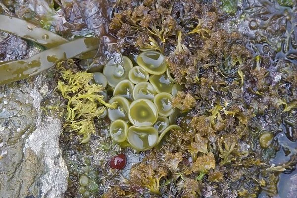 Sea-thong (Himanthalia elongata) button growth at base of holdfast, exposed on rocky shore at low tide, Brough Head