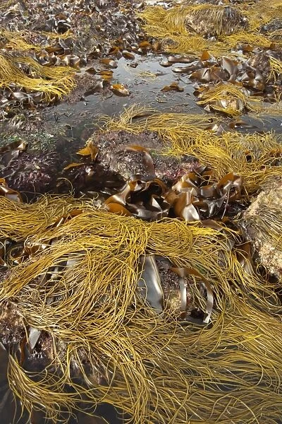 Sea-thong (Himanthalia elongata) exposed at low tide, Swanage, Dorset, England, april