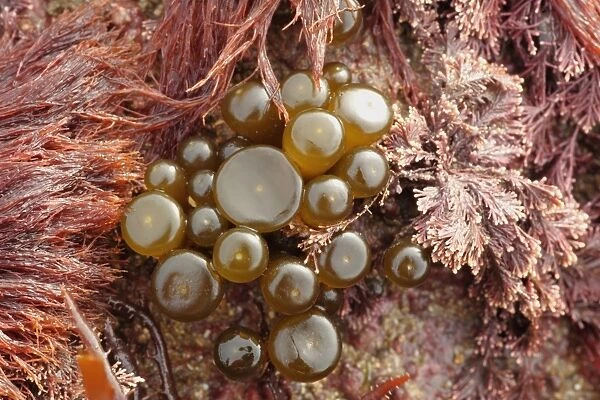 Sea-thong (Himanthalia elongata) buttons growth at base of holdfast, Swanage, Dorset, England, april