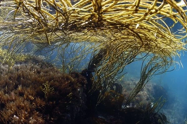 Sea-thong (Himanthalia elongata) in underwater habitat, Kimmeridge Bay, Isle of Purbeck, Dorset, England, July