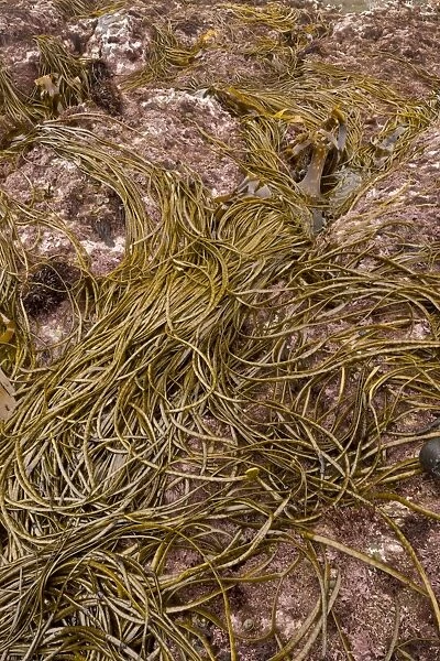 Sea-thong (Himanthalia elongata) exposed on rock at low tide, Devon, England, September