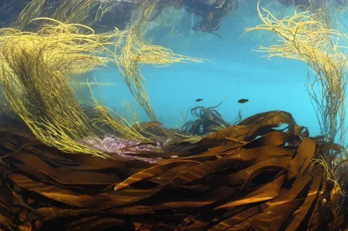 Framed Print : Sea-thong (Himanthalia elongata) and kelp fronds, in underwater habitat, Kimmeridge Bay, Isle of Purbeck, Dorset Framed Print : Sea-thong (Himanthalia elongata) and kelp fronds, in underwater habitat, Kimmeridge Bay, Isle of Purbeck, Dorset